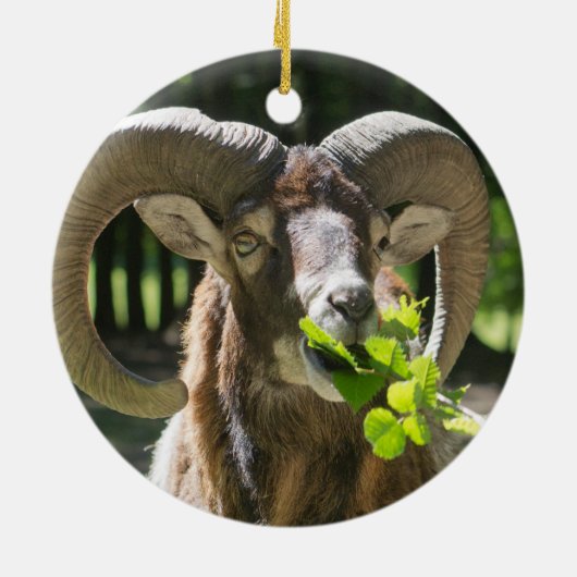 Mouflon Ram Keramisch Ornament (Achterkant)