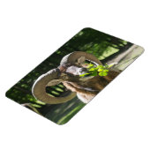 Mouflon Ram Magneet (Linkerzijde)