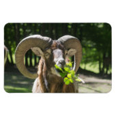 Mouflon Ram Magneet (Horizontaal)