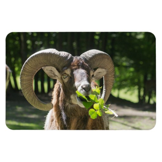 Mouflon Ram Magneet (Horizontaal)