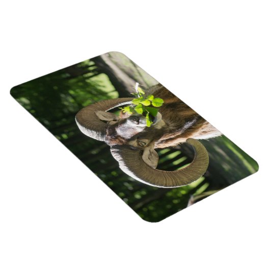 Mouflon Ram Magneet (Rechterzijde)