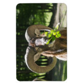Mouflon Ram Magneet (Verticaal)