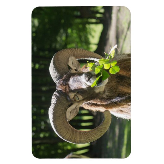 Mouflon Ram Magneet (Verticaal)