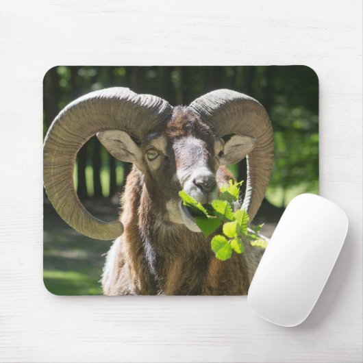 Mouflon Ram Muismat (Met muis)