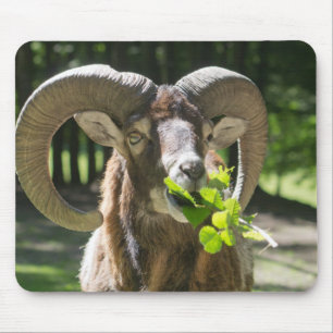 Mouflon Ram Muismat
