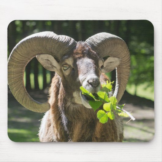 Mouflon Ram Muismat (Voorkant)