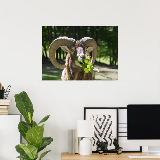 Mouflon Ram Poster (Thuiskantoor)