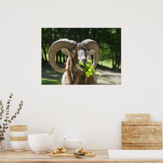 Mouflon Ram Poster (Keuken)