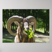Mouflon Ram Poster (Voorkant)