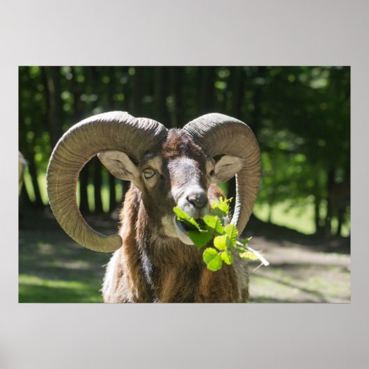 Mouflon Ram Poster (Voorkant)