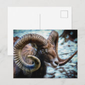 Mouflon Sheep Briefkaart (Voorkant / Achterkant)
