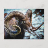 Mouflon Sheep Briefkaart (Voorkant)