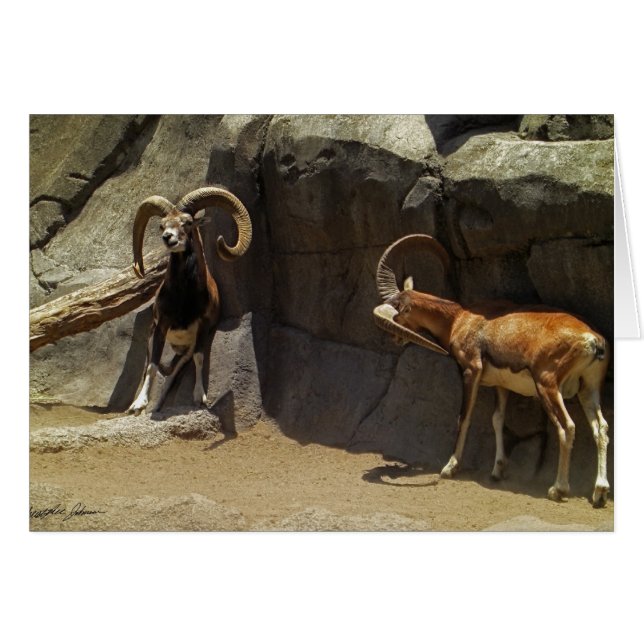 Mouflon Wild Sheep Scratching 1 (Voorkant Horizontaal)