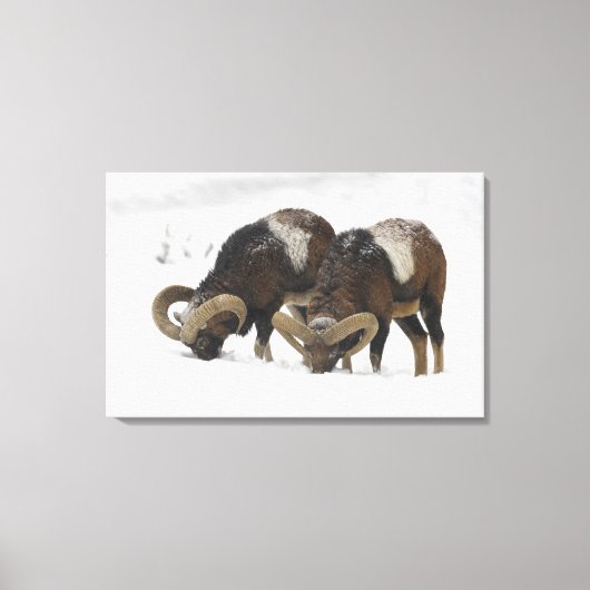 Mouflons in Winter, Duitsland Canvas Afdruk (Voorkant)