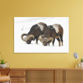 Mouflons in Winter, Duitsland Canvas Afdruk (Insitu (Woonkamer))