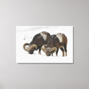 Mouflons in Winter, Duitsland Canvas Afdruk