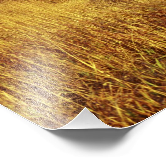 Moulton Barn op Mormon's Row Foto Afdruk (Hoek)