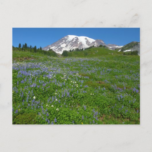 Mount Rainier met paarse lupine Briefkaart (Voorkant)