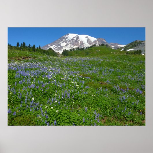 Mount Rainier met paarse lupine Poster (Voorkant)
