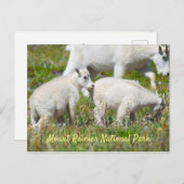 Mount Rainier Mountain Goats Briefkaart (Voorkant / Achterkant)