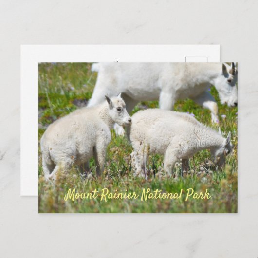 Mount Rainier Mountain Goats Briefkaart (Voorkant / Achterkant)