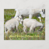 Mount Rainier Mountain Goats Briefkaart (Voorkant)