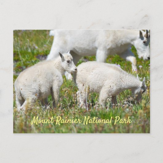 Mount Rainier Mountain Goats Briefkaart (Voorkant)