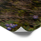 Mount Rainier National Park, Mount Rainier 3 Poster (Hoek)