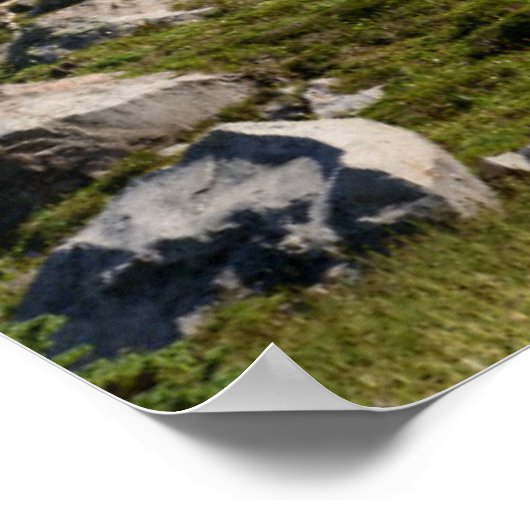 Mount Rainier National Park, WA. Spray Park Poster (Hoek)