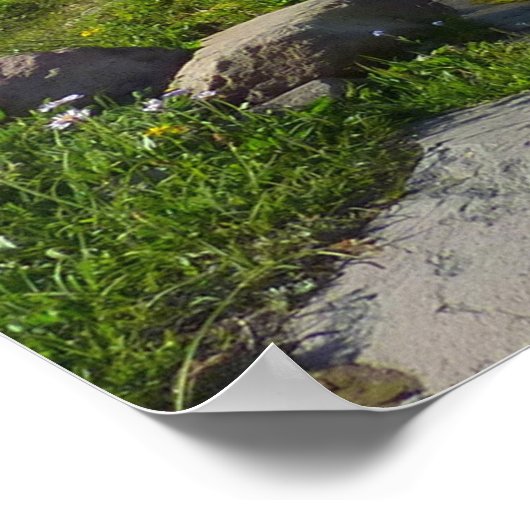 Mount Rainier Panorama Point Poster (Hoek)