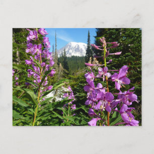 Mount Rainier tussen paarse Phlox bloemen Briefkaart