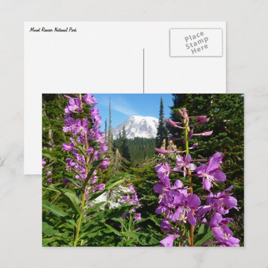 Mount Rainier tussen Paarse Phlox-bloemen Briefkaart (Voorkant / Achterkant)