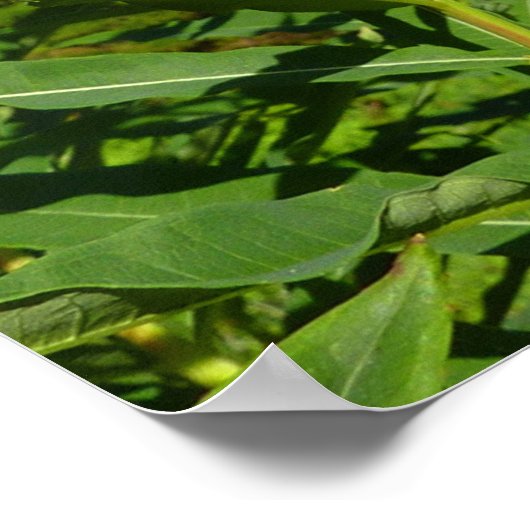 Mount Rainier tussen Paarse Phlox-bloemen Poster (Hoek)