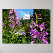 Mount Rainier tussen Paarse Phlox-bloemen Poster (Voorkant)