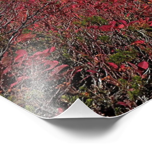 Mount Rainier Wandelpad Herfst Kleur Foto Afdruk (Hoek)