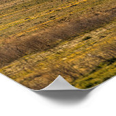 MOUNT SHASTA POSTER (Hoek)