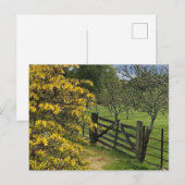 Mount Stuart boomgaard & hek Isle of Bute, Schotla Briefkaart (Voorkant / Achterkant)