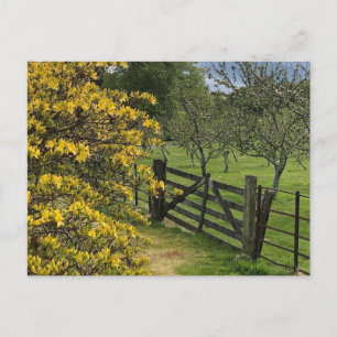 Mount Stuart boomgaard & hek Isle of Bute, Schotla Briefkaart