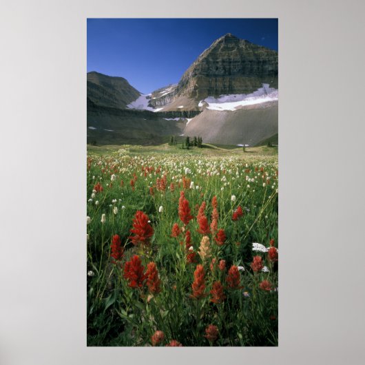 MOUNT TIMPANOGOS WILDERNESS, UT, ONS, POSTER (Voorkant)