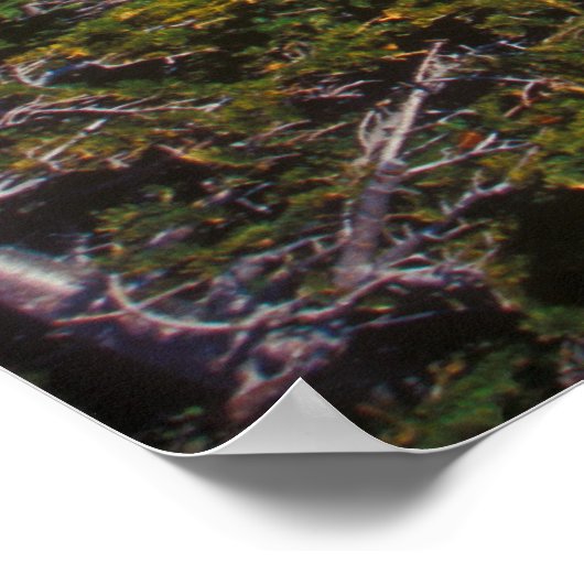 Mount Washington Winter Treeline Uitzicht Poster (Hoek)