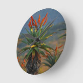 Mountain Aloe 2 Ronde Klok (Hoek)