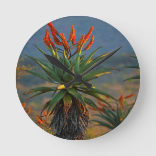 Mountain Aloe 2 Ronde Klok