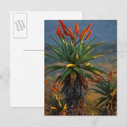 Mountain Aloe (Aloe Marlothii Berger) 2 Briefkaart (Voorkant / Achterkant)