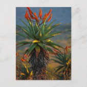 Mountain Aloe (Aloe Marlothii Berger) 2 Briefkaart (Voorkant)