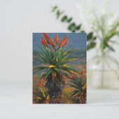Mountain Aloe (Aloe Marlothii Berger) 2 Briefkaart (Staand voorkant)