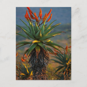 Mountain Aloe (Aloe Marlothii Berger) 2 Briefkaart