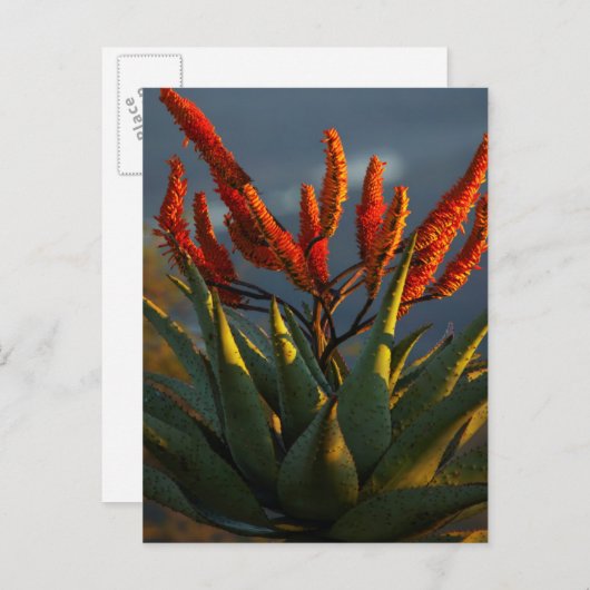 Mountain Aloe (Aloe Marlothii Berger) Briefkaart (Voorkant / Achterkant)