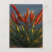 Mountain Aloe (Aloe Marlothii Berger) Briefkaart (Voorkant)