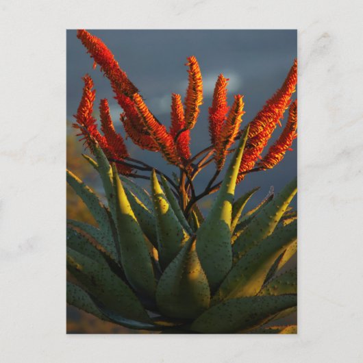 Mountain Aloe (Aloe Marlothii Berger) Briefkaart (Voorkant)
