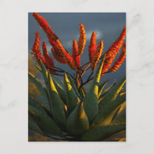 Mountain Aloe (Aloe Marlothii Berger) Briefkaart